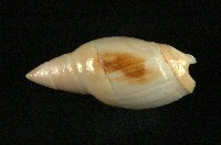 藏品(乳彈頭榧螺)的圖片